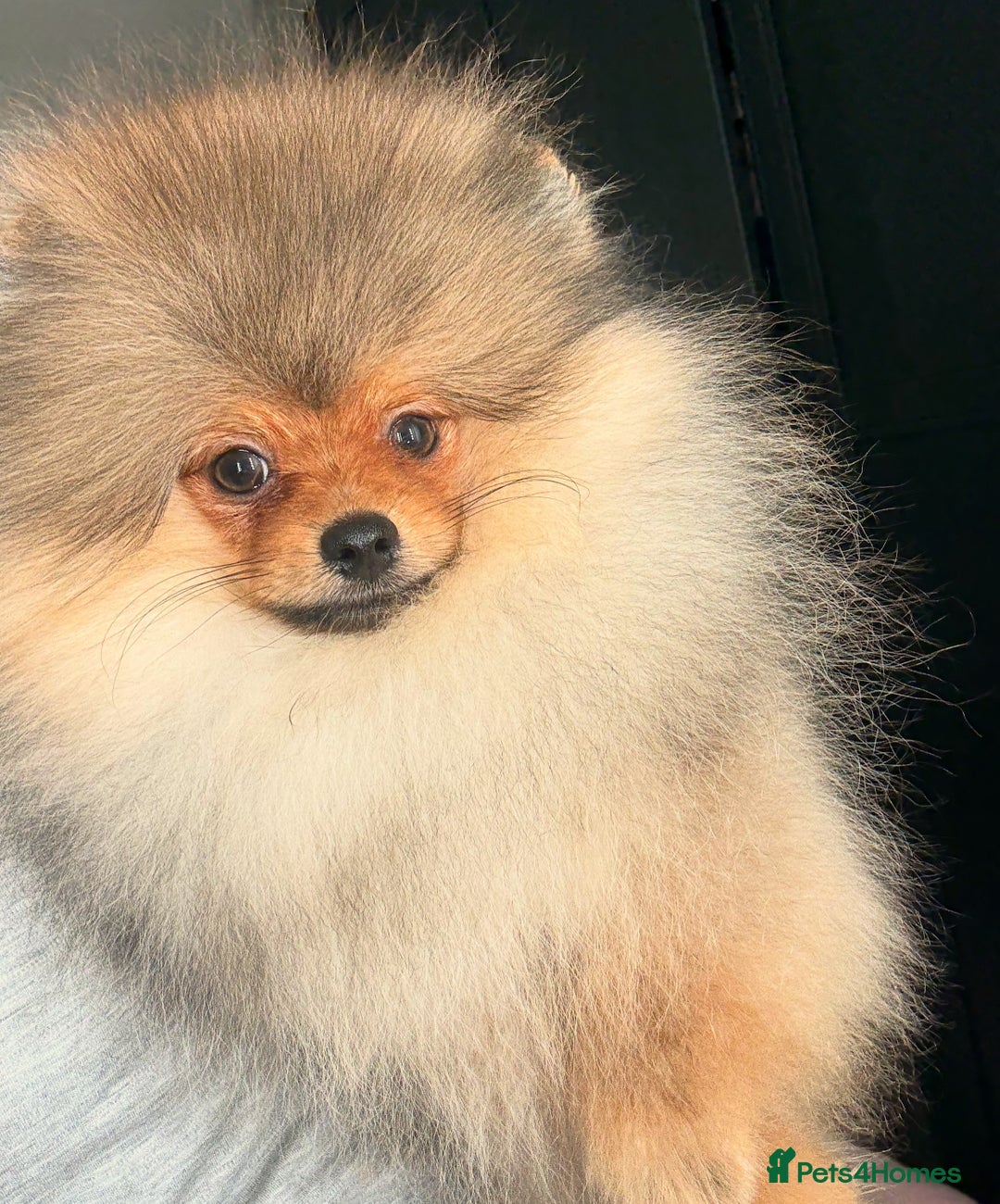 Pomeranian dogs for sale: orange Pomeranian puppy - Advert 1