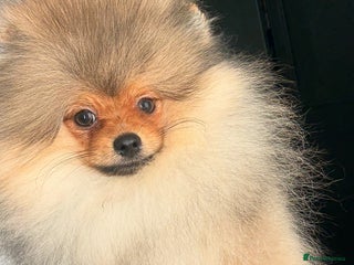 Pomeranian dogs orange Pomeranian puppy - Advert 2