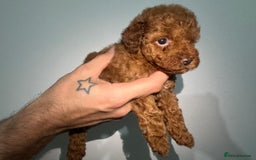 Miniature Poodle dogs for sale: 🐩 Outstanding Deep Red Miniature Poodle Puppies  - Image 8