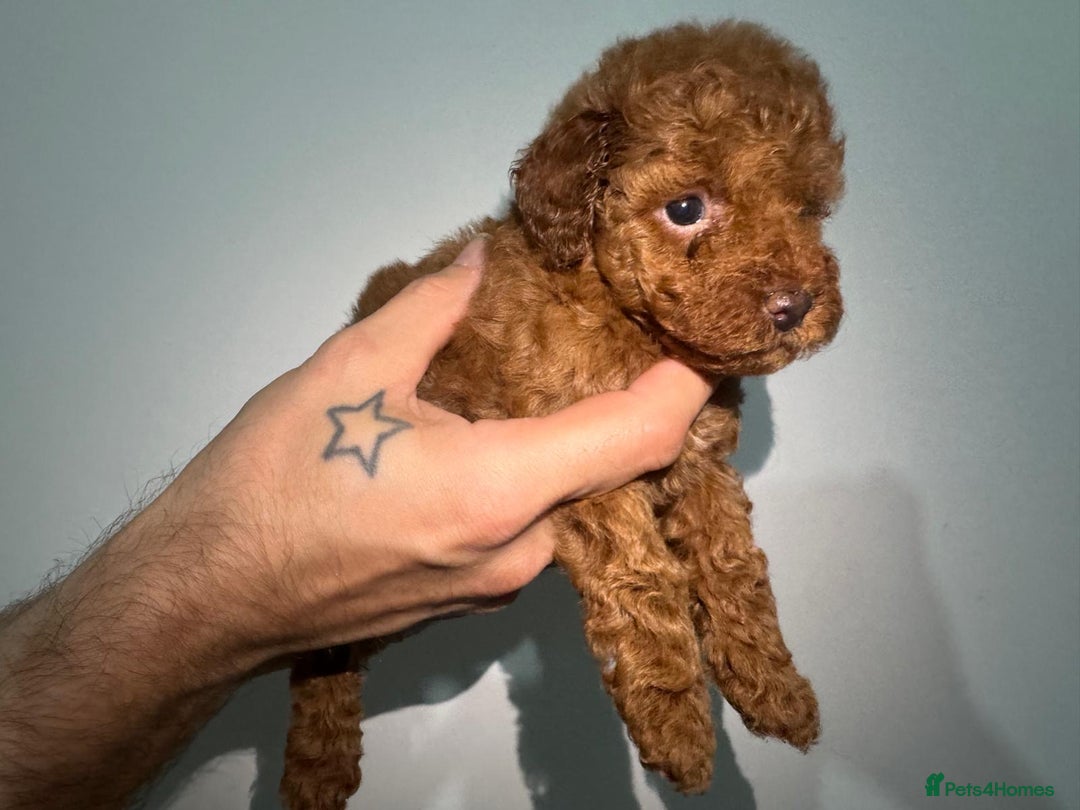 Miniature Poodle dogs for sale: 🐩 Outstanding Deep Red Miniature Poodle Puppies  - Image 8
