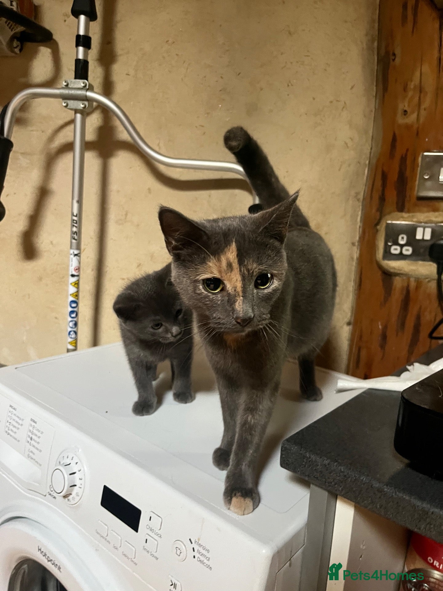 Mixed Breed cats Mother and son  - Advert 10
