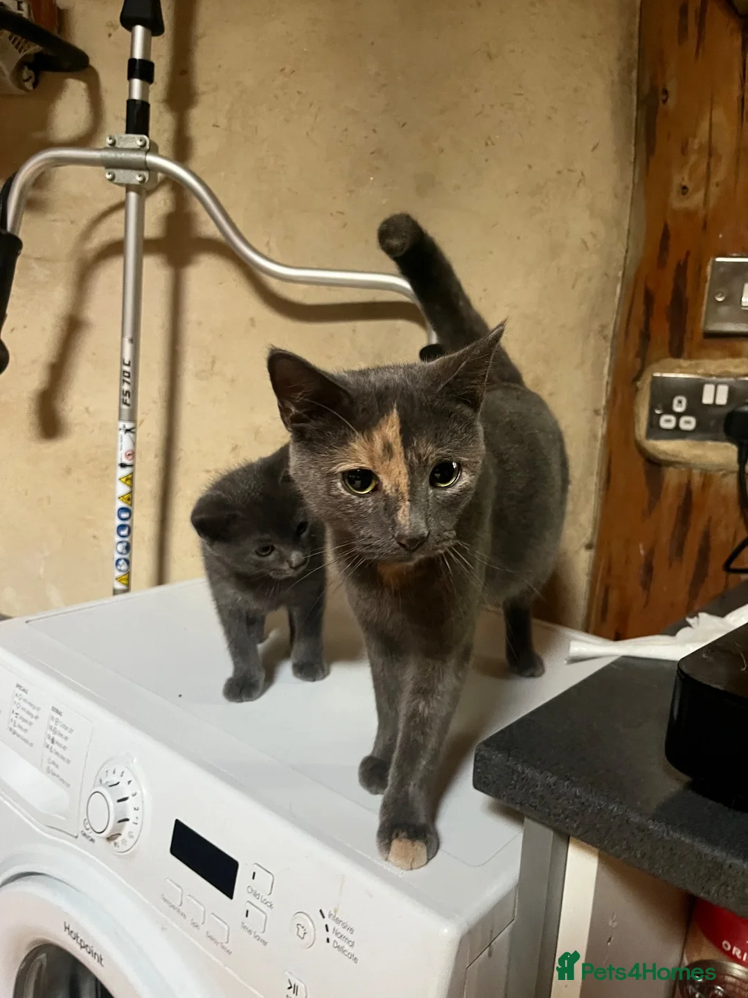 Mixed Breed cats for sale: Mother and son  - Advert 1
