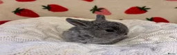 Mixed Breed rabbits for sale: Five beautiful Mini lops x English spot  - Advert 7