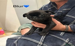 Pug dogs for sale: 🐶 KC Registered Pug Puppies-Ready Now! 🐶 - Image 5