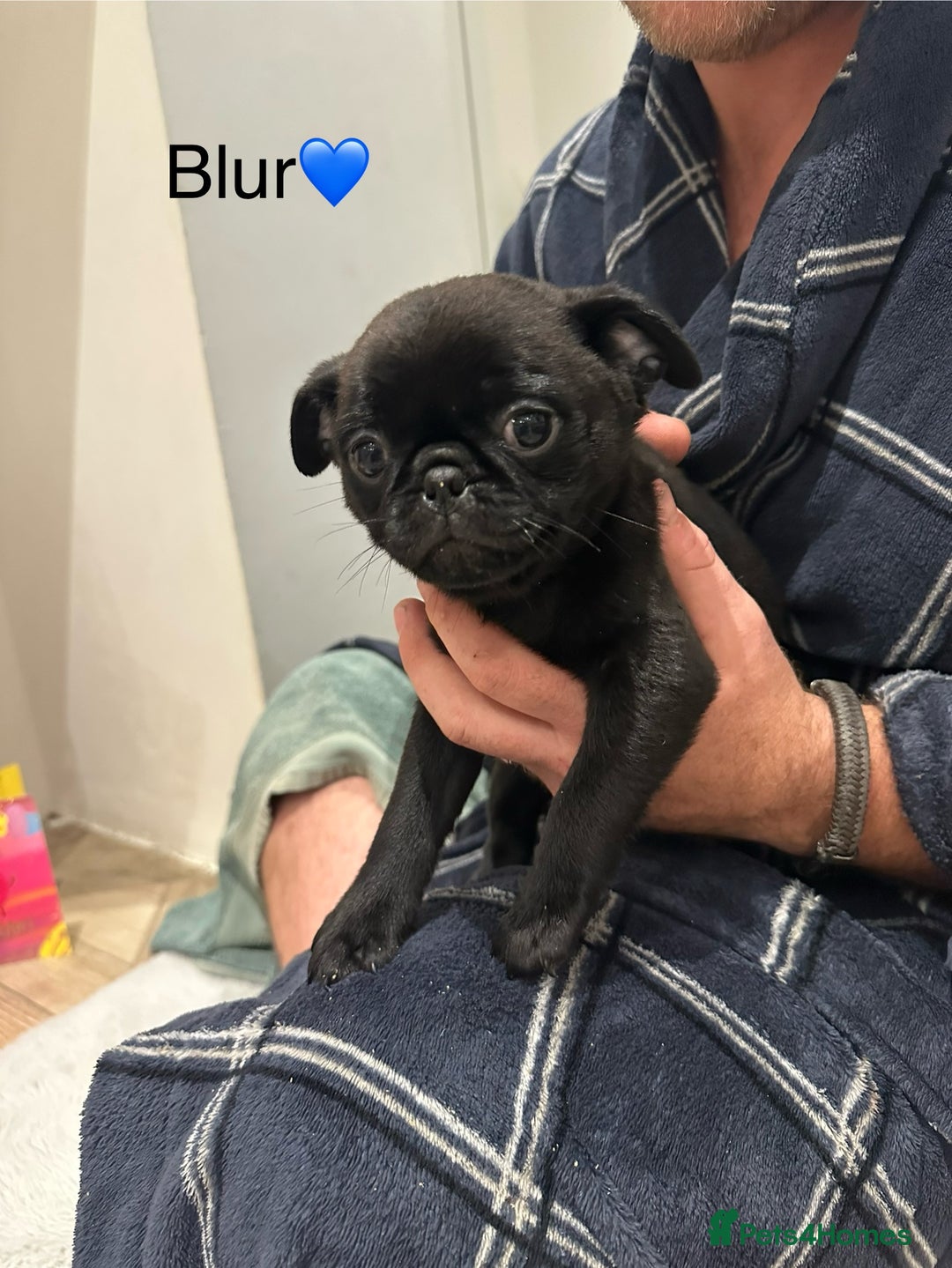 Pug dogs for sale: 🐶 KC Registered Pug Puppies-Ready Now! 🐶 - Image 5