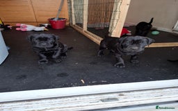 Mixed Breed dogs for sale: 3 beautiful boys for sale  - Image 30