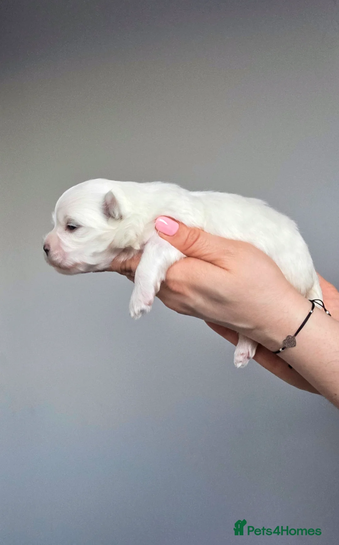 Maltese dogs for sale: KC registered Maltese Puppies - Advert 9