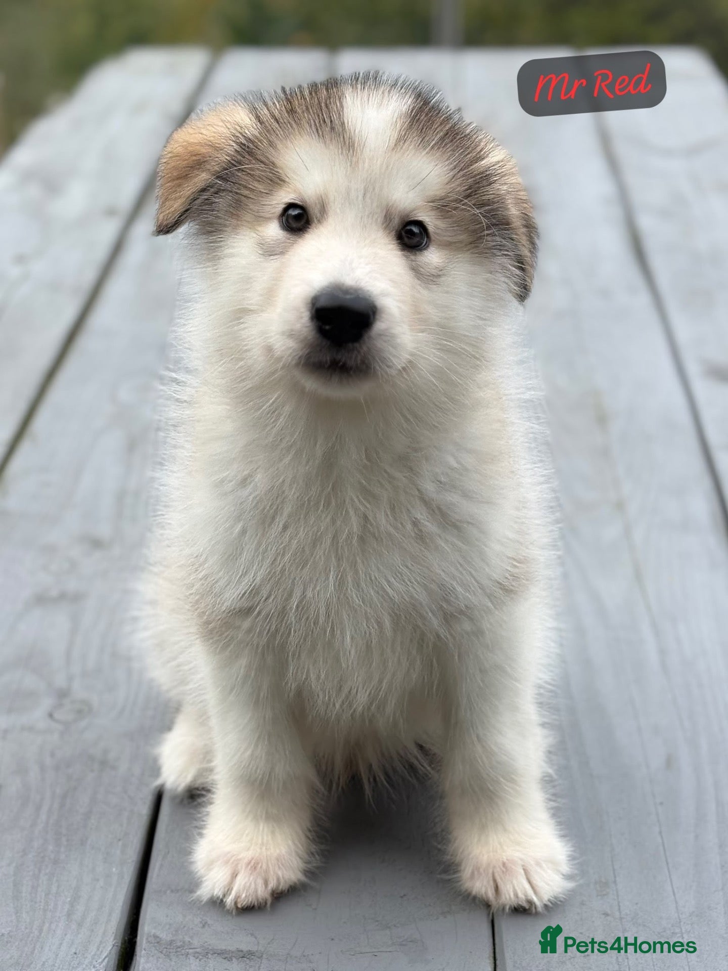Alaskan Malamute dogs Champion Line KC Reg Alaskan Malamute Puppes    - Advert 2