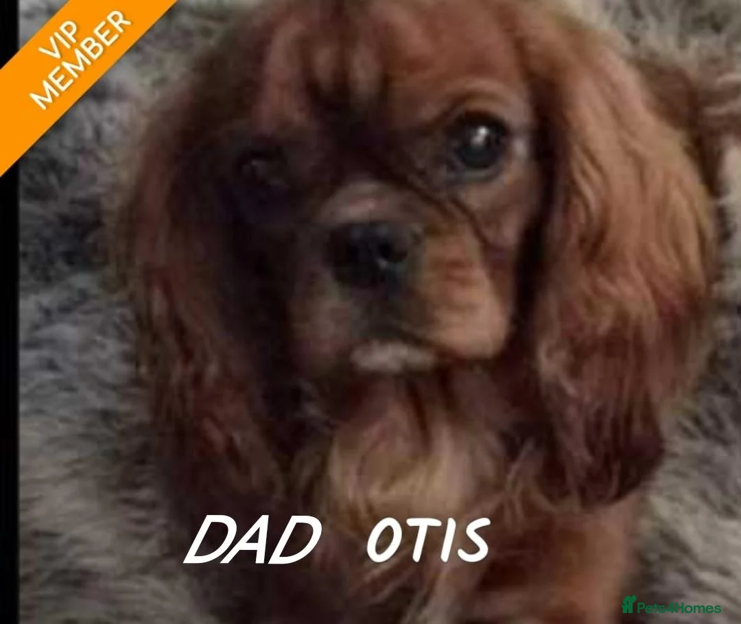 Cavalier King Charles Spaniel dogs for sale: Beautiful KC and DNA tested cavalier boys in Weston-super-Mare - Advert 4