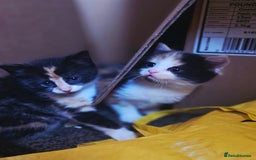 Mixed Breed cats for sale: Last girl left  - Image 7