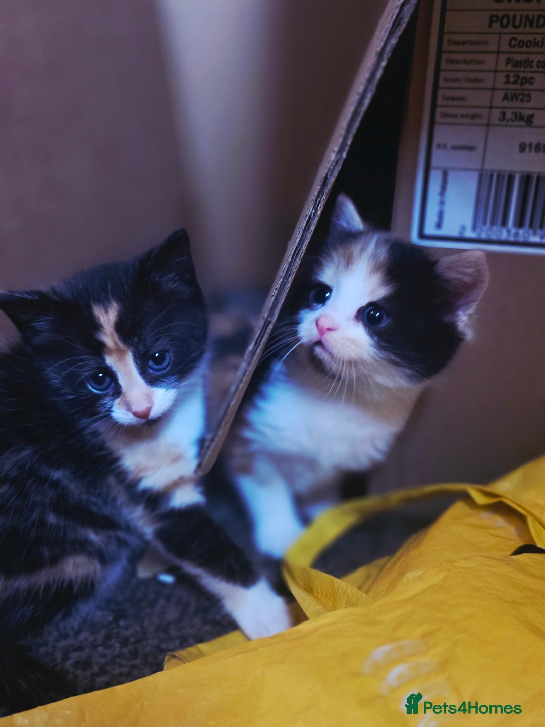 Mixed Breed cats for sale: Last girl left  - Image 7