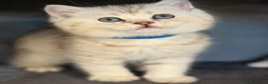 British Shorthair Kitten 1
