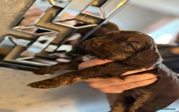 Cockapoo dogs for sale: Cockapoo puppies  - Image 18