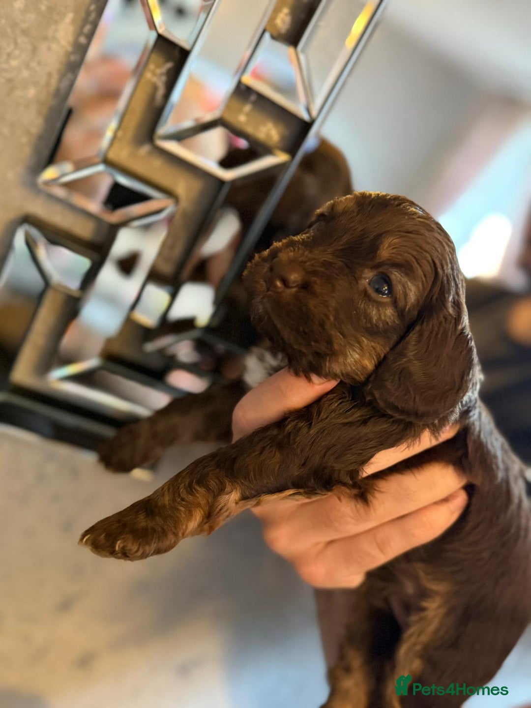 Cockapoo dogs for sale: Cockapoo puppies  - Image 18