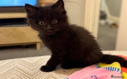 Maine Coon cats for sale: Part Maine coon female kitten  - Image 3