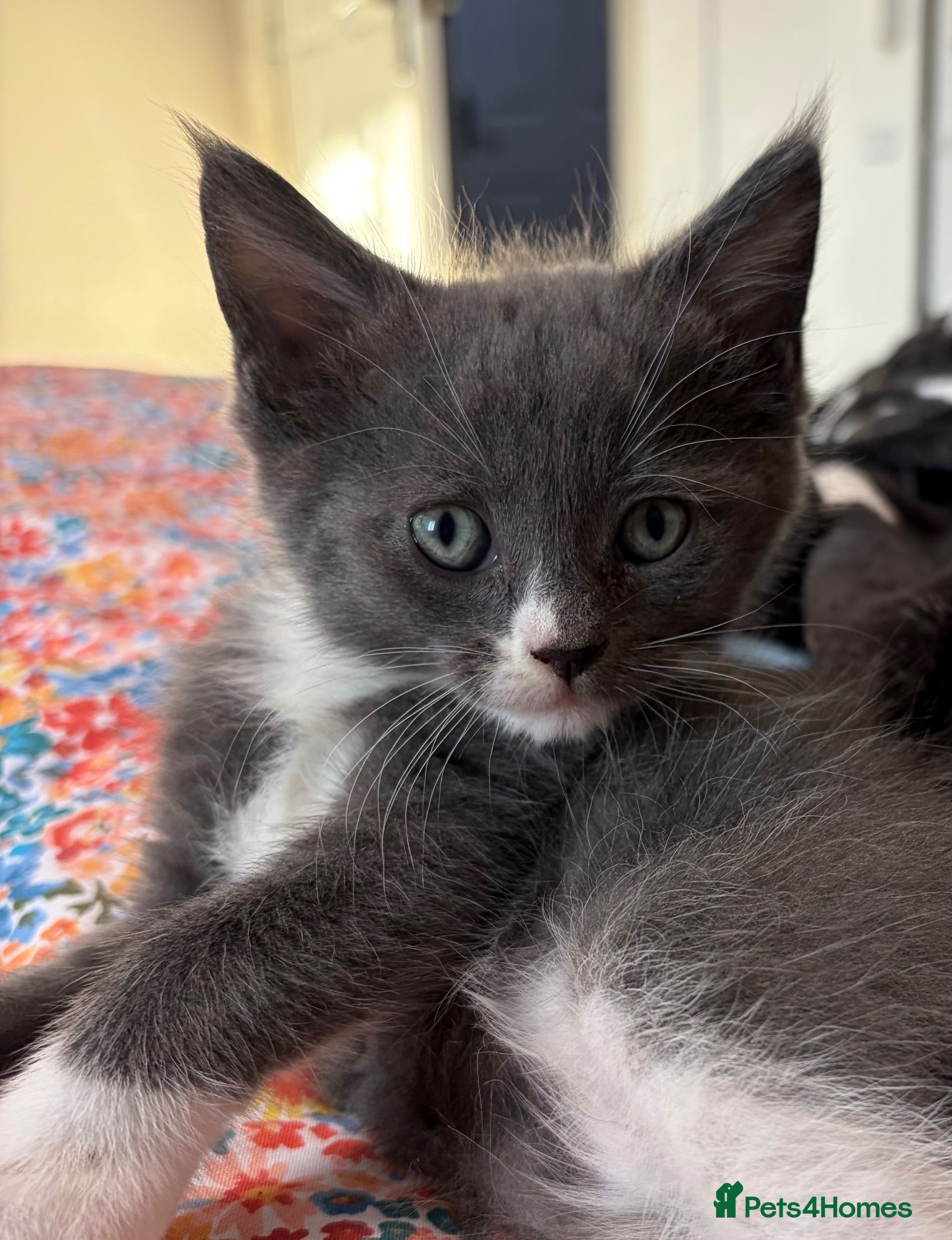 Maine Coon cats Gorgeous XL Russian Maine Coon X GCCF BSH kittens - Advert 1