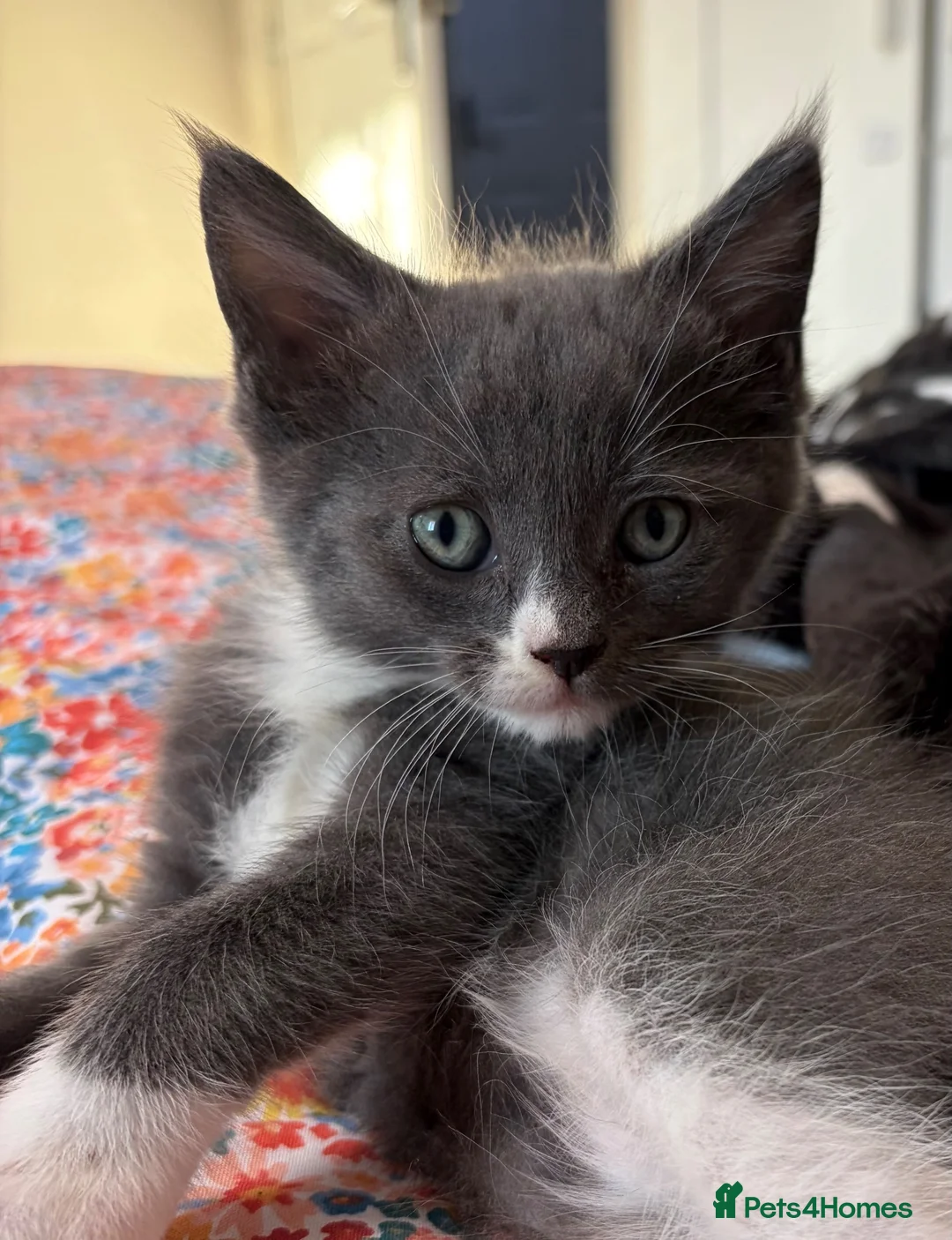 Maine Coon cats for sale: Gorgeous XL Russian Maine Coon X GCCF BSH kittens - Advert 1