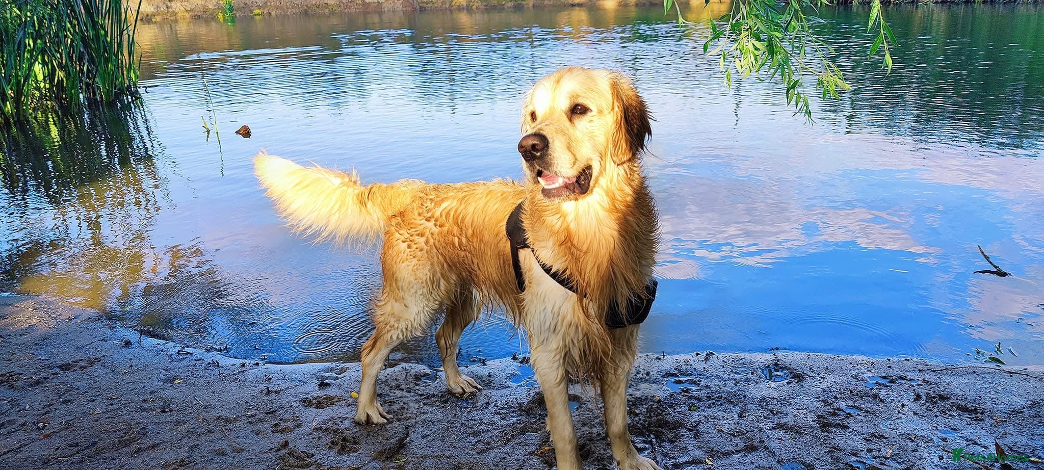 Golden Retriever dogs Golden retriever stud - Advert 1