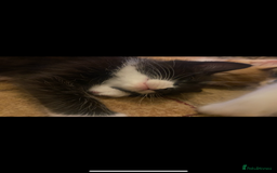 American Shorthair cats for sale: 4 kitten for sale 3 males and 1 female  - Image 4
