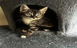 Bengal cats for sale: Stunning Silver & Charcoal Bengal Boys & Girls! - Image 30