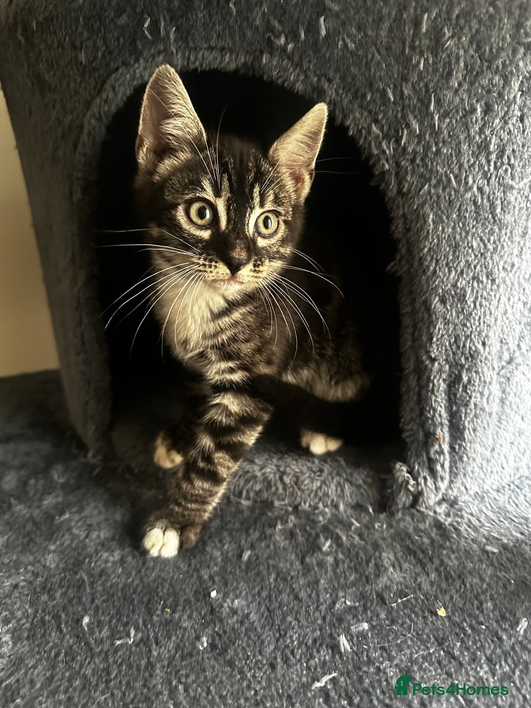 Bengal cats for sale: Stunning Silver & Charcoal Bengal Boys & Girls! - Image 30