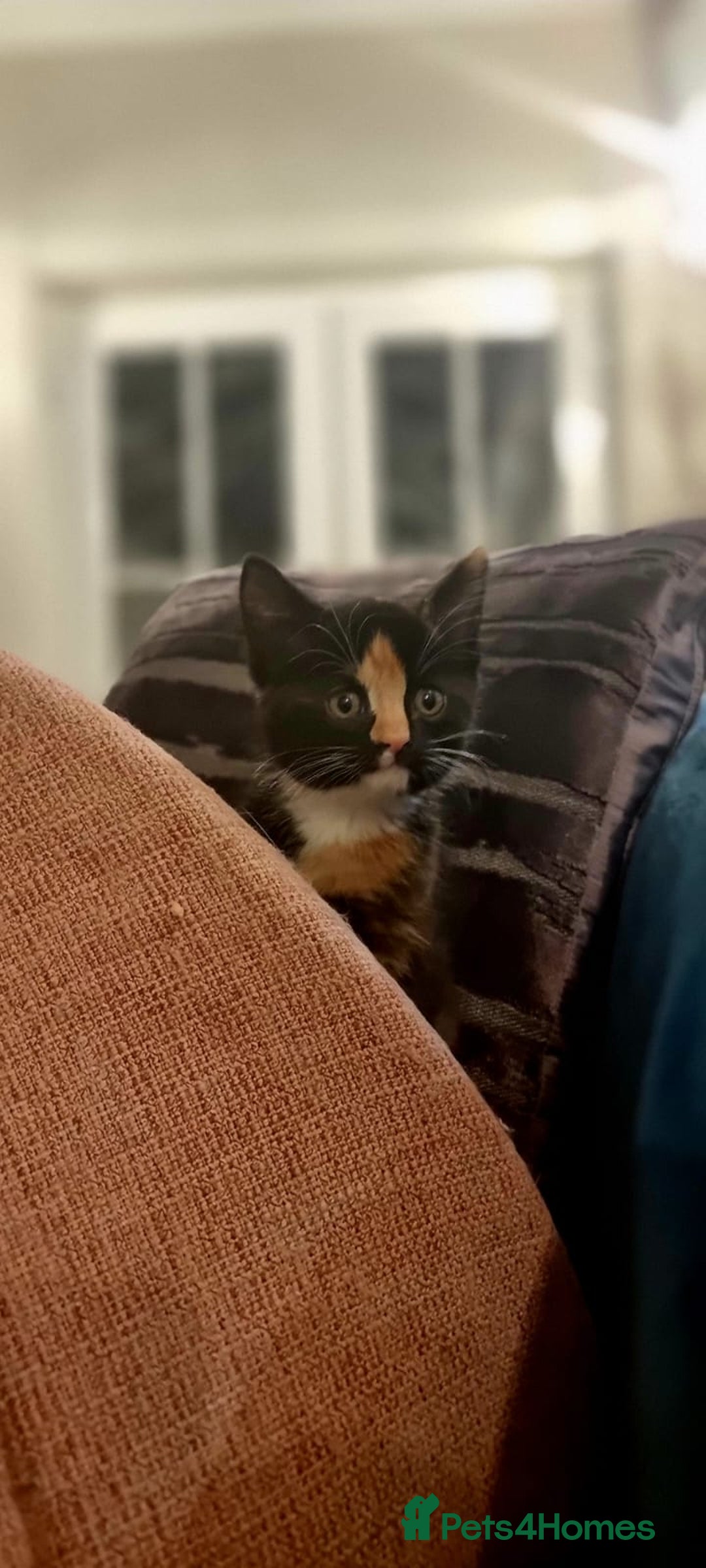 Turkish Angora cats for sale: Luxury Turkish Agora kittens for sale - Advert 13