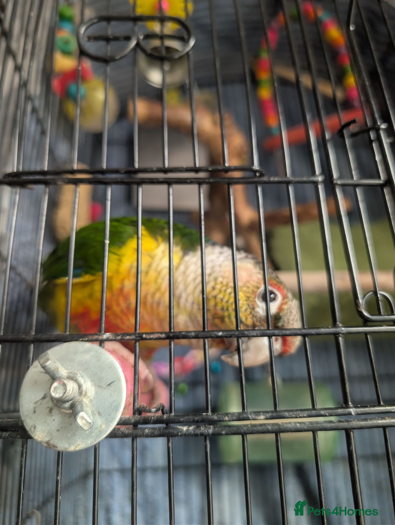 Conures birds Semi tame pineapple conure for sale - Advert 1