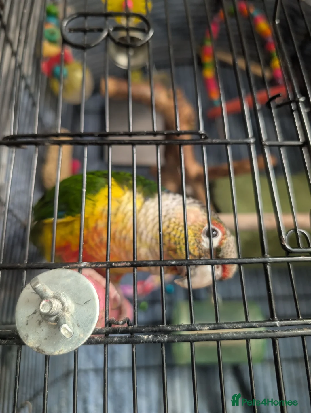 Conures birds for sale: Semi tame pineapple conure for sale - Advert 1