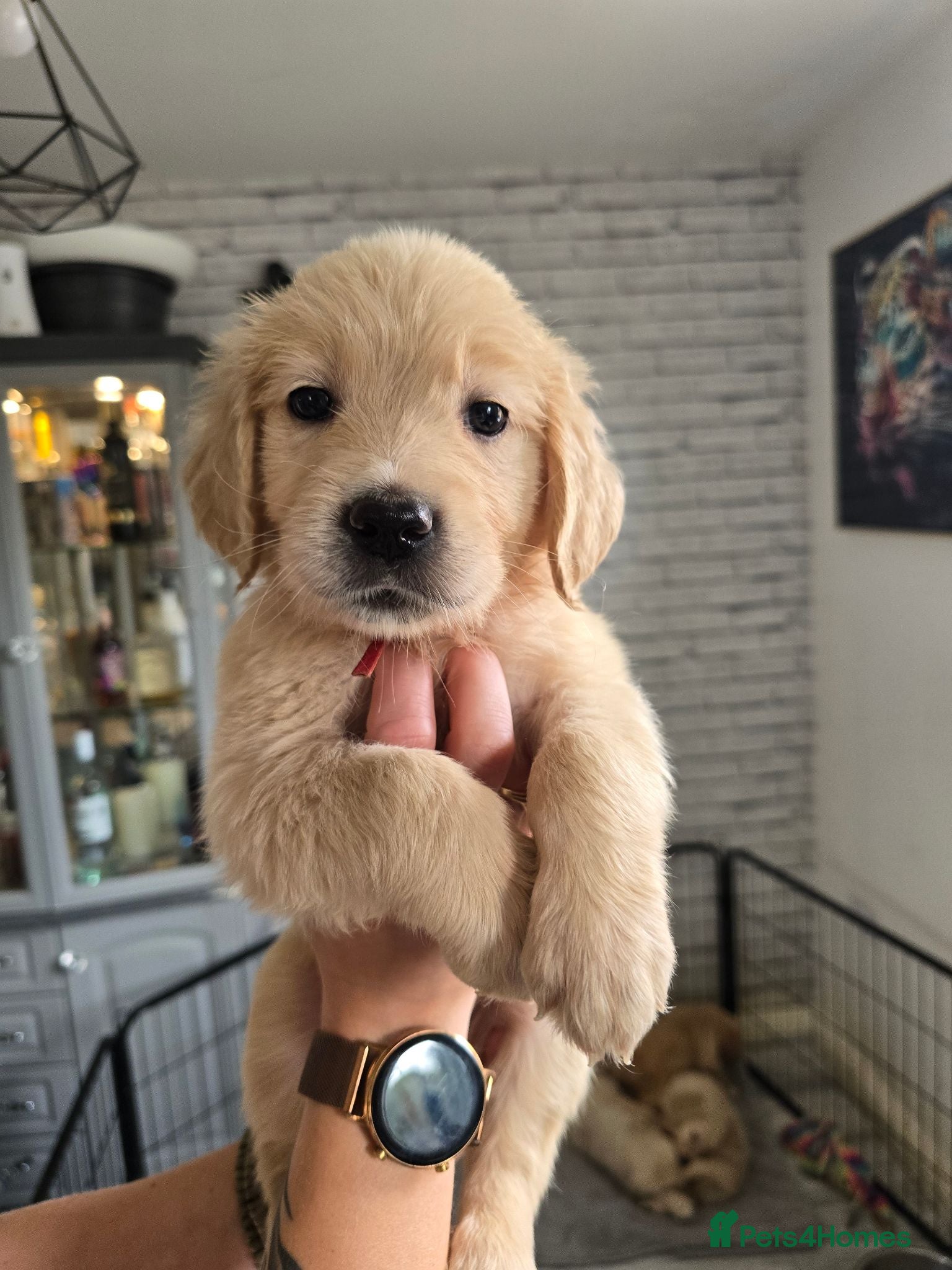 Golden Retriever dogs Show Type KC Registered Golden Retrievers !!  - Advert 3