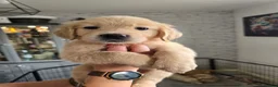 Golden Retriever dogs for sale: Show Type KC Registered Golden Retrievers !!  - Advert 2