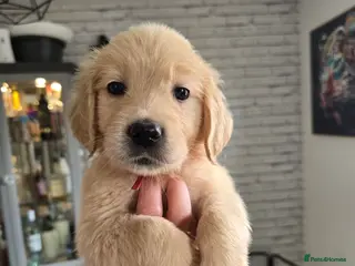 Golden Retriever dogs Show Type KC Registered Golden Retrievers !! - Advert 3