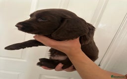 Cocker Spaniel dogs for sale: Show-Type Cocker Spaniels - Image 7