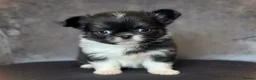 Chihuahua dogs for sale: Exquisite chihuahuas  - Advert 6