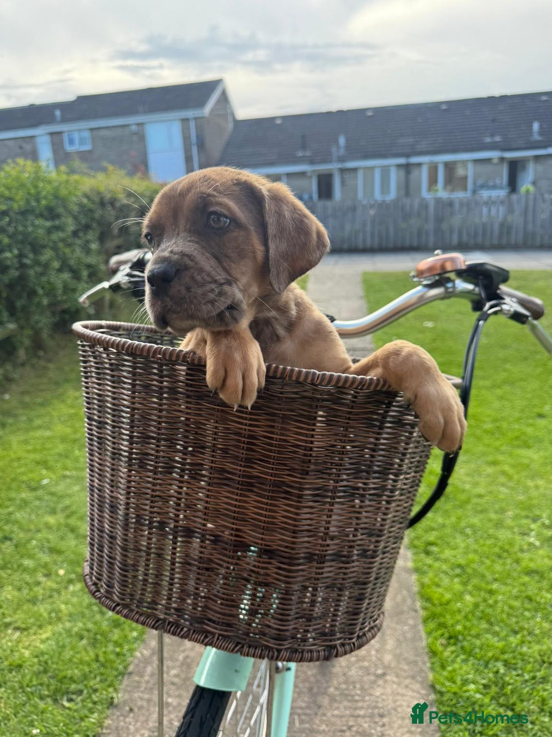 Cane Corso dogs for sale: Cane corsos 2 weeks left  in Cramlington - Image 21