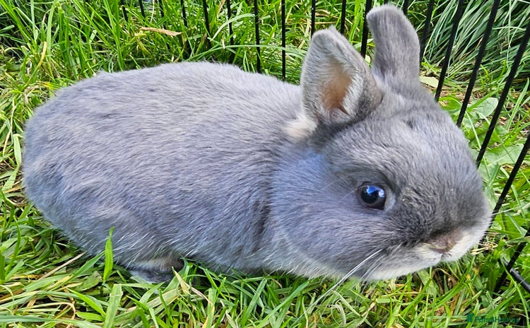 Netherland Dwarf rabbits - Advert 1
