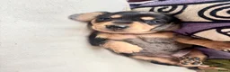 Dachshund dogs for sale: BEAUTIFUL MINI DACHSHUNDS PRA CLEAR & KC REG - Advert 11
