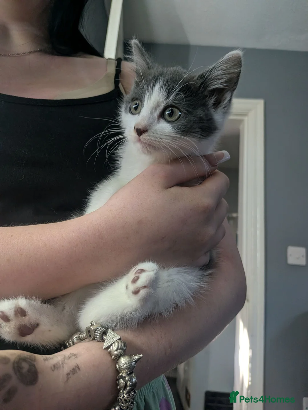 Mixed Breed cats for sale: Kittens  in Caernarfon - Advert 1