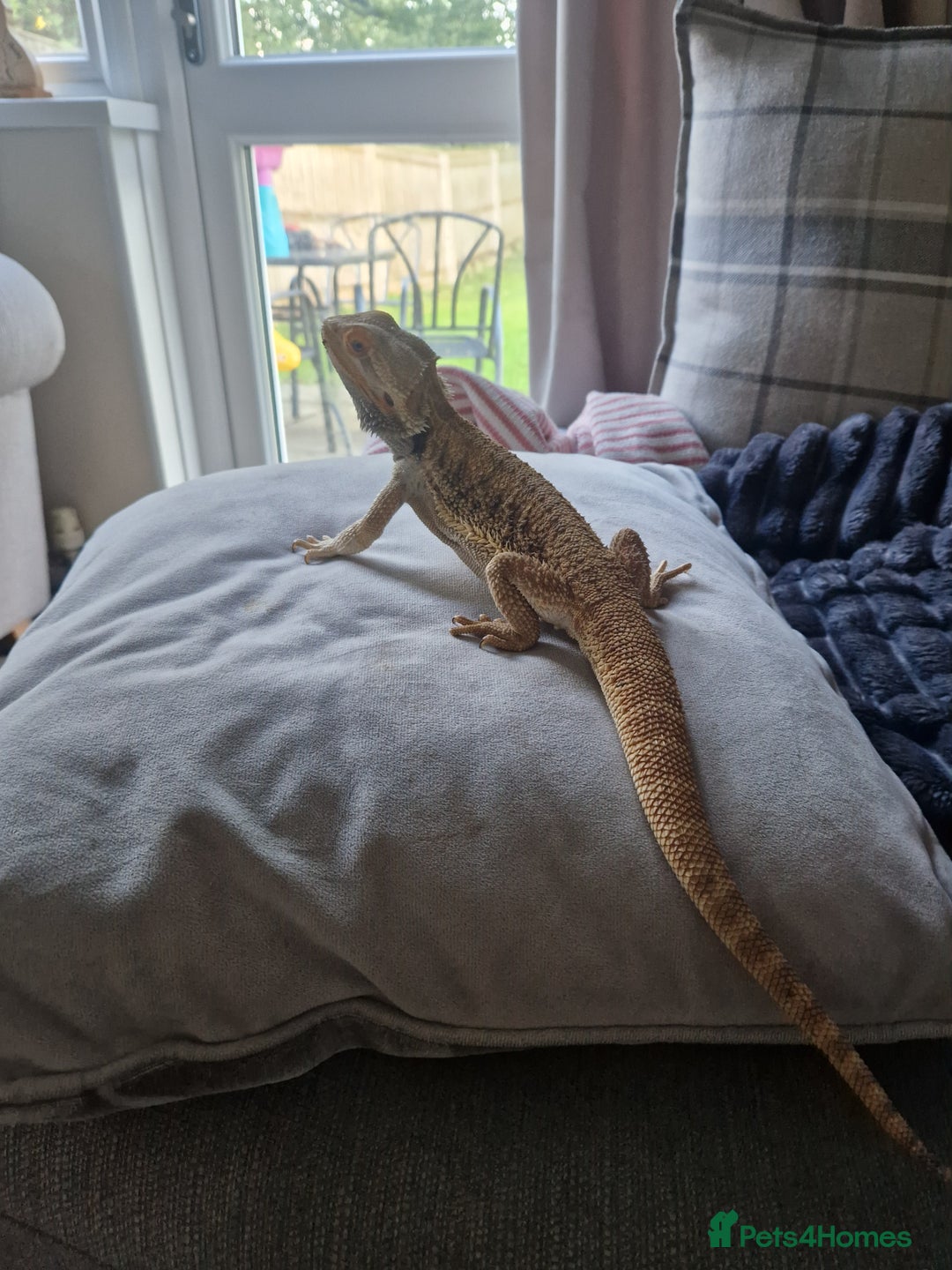 Bearded Dragon reptiles for sale: Bearded Dragon for sale - Image 3