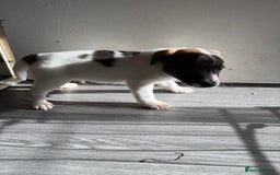 Jack Russell dogs for sale: 3 stunning Jack Russell’s  - Image 11