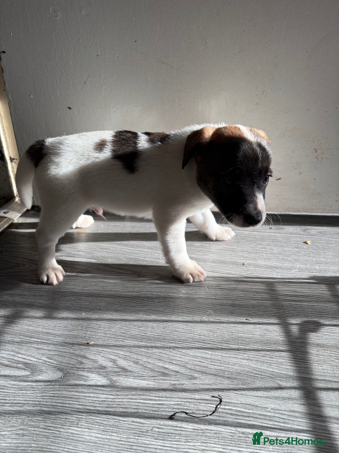 Jack Russell dogs for sale: 3 stunning Jack Russell’s  - Image 11