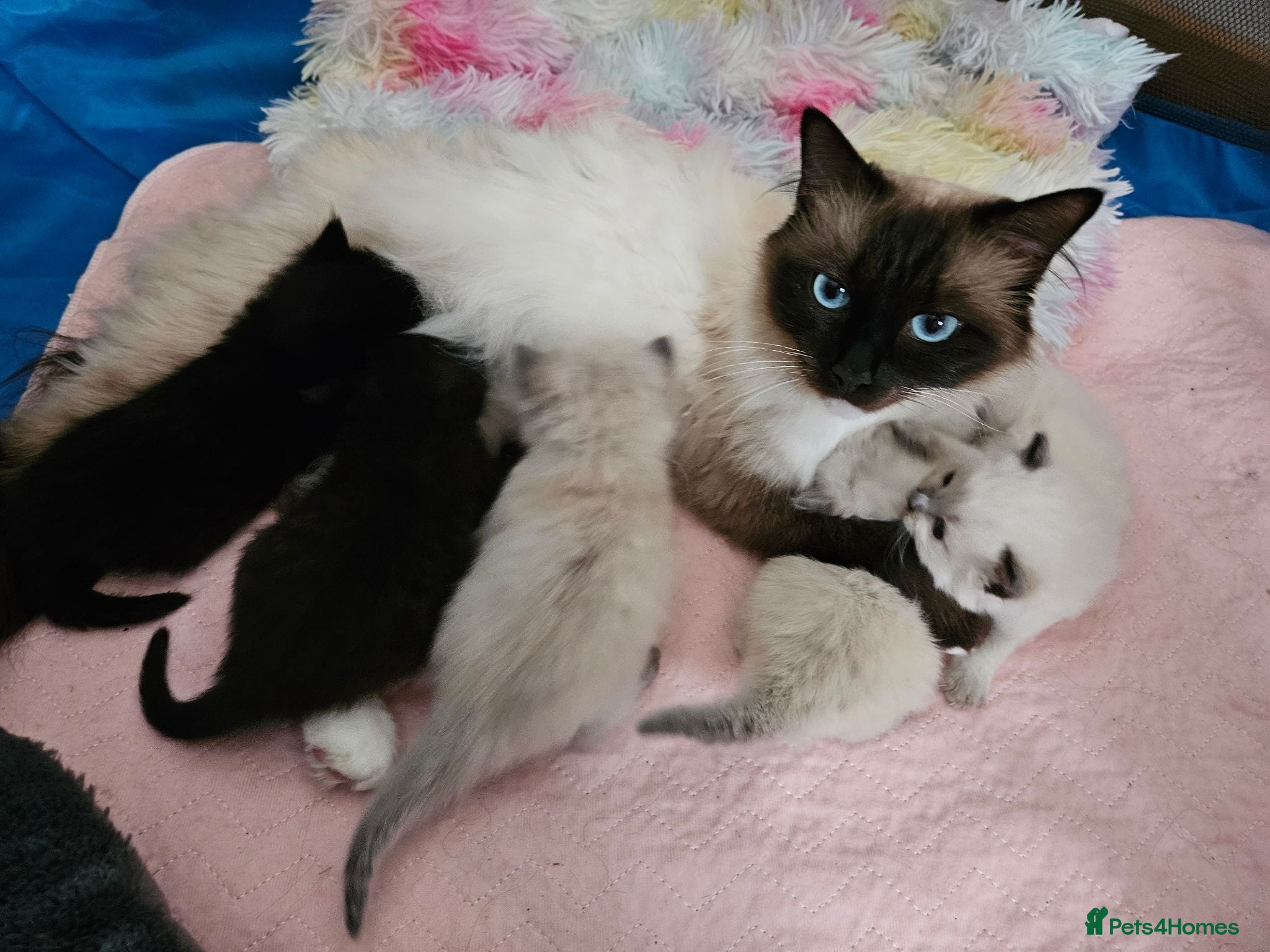 Ragdoll cats Ragdoll X kittens  - Advert 1