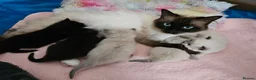 Ragdoll cats for sale: Ragdoll X kittens  - Advert 1