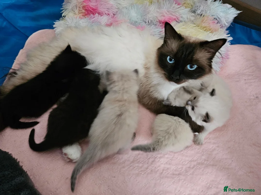 Ragdoll cats for sale: Ragdoll X kittens  - Advert 1