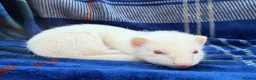 Ferret rodents for sale: Albino Ferret kits for sale  - Advert 2