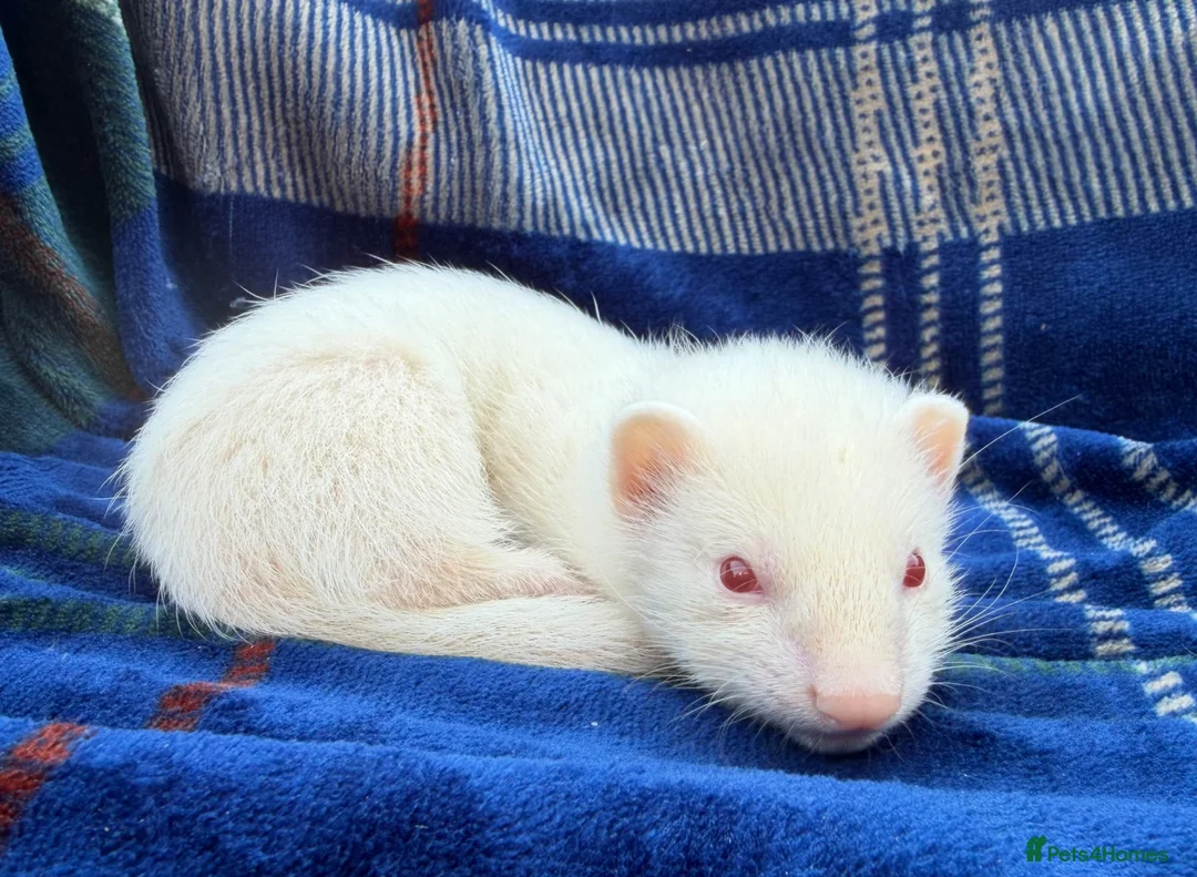 Ferret rodents for sale: Albino Ferret kits for sale  - Advert 2