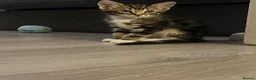 Bengal cats for sale: Bengal mix bread kittens  - Advert 3