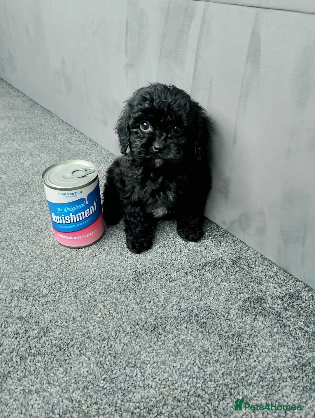 Cavapoo dogs for sale: Stunning F1 Cavapoos ready now ! - Advert 5