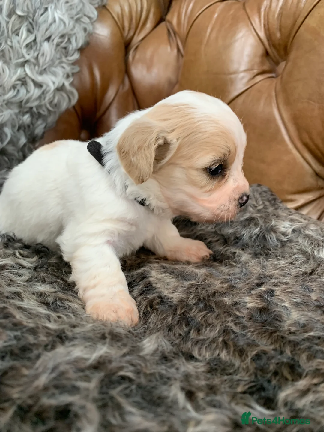 Cavachon dogs for sale: Beautiful F1 Cavachon Puppies - Advert 21