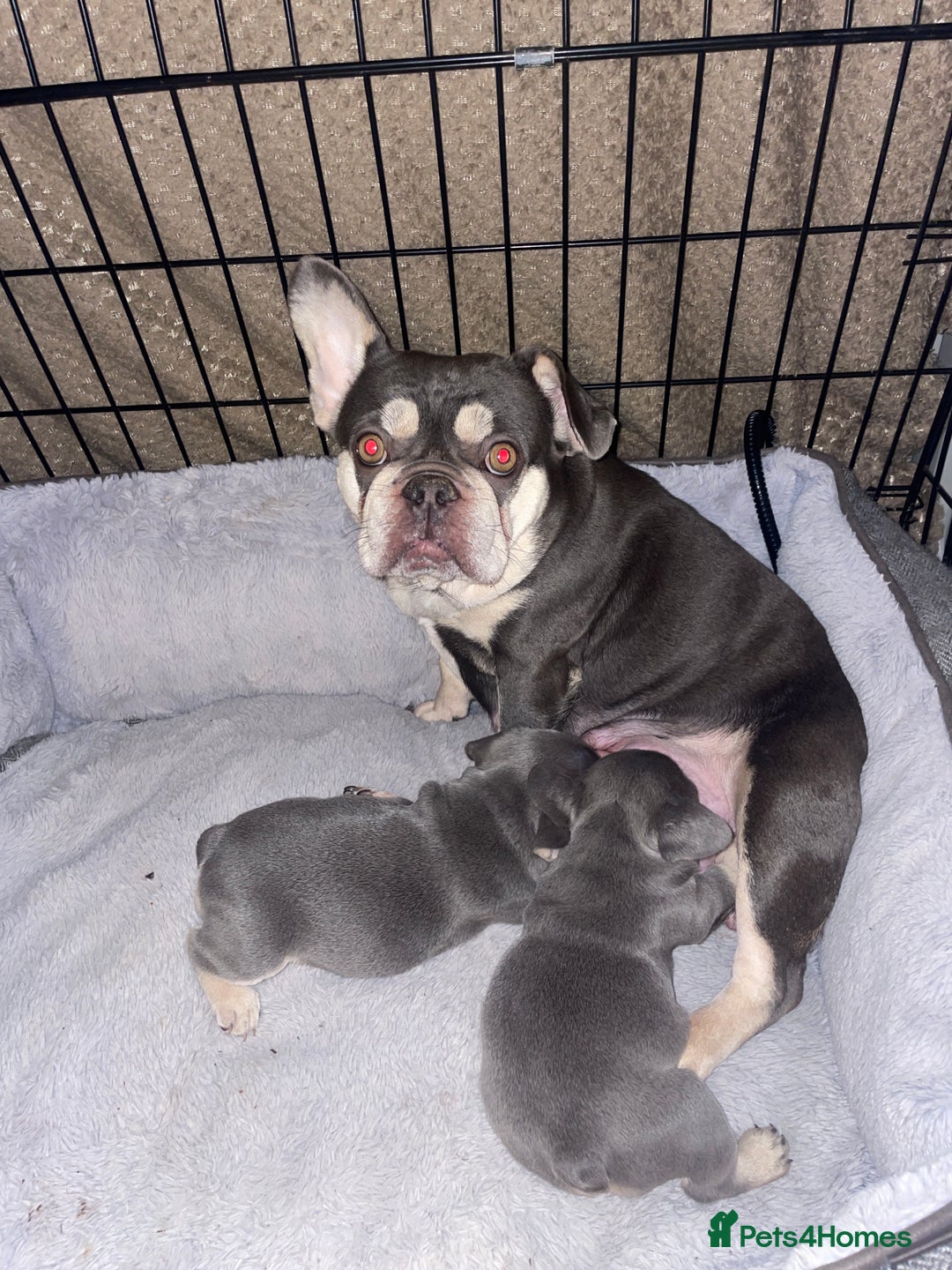 French Bulldog dogs for sale: 2 gorgeous lilac and tan french bulldogs  - Advert 2
