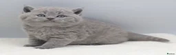 British Shorthair cats for sale: PEDIGREE REGISTERED CHUNKY BRITISH SHORTHAIRS - Advert 2